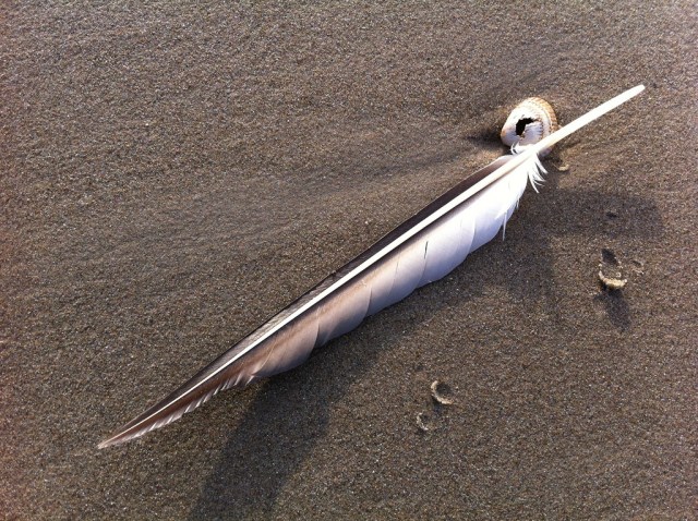 Gull feather on sand